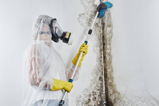 Best Mold Cleaning Services  in Fort Drum, NY