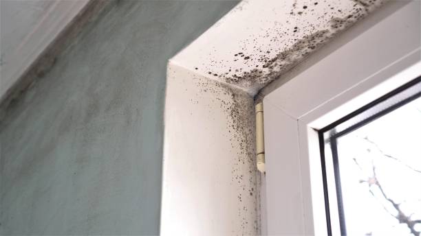 Best Residential Mold Removal  in Fort Drum, NY