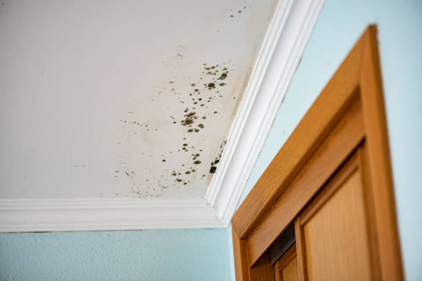Best Black Mold Removal  in Fort Drum, NY