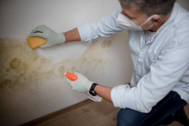 Best Mold Testing  in Fort Drum, NY