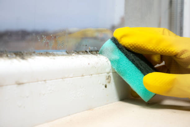 Best Mold Removal Company Near Me  in Fort Drum, NY