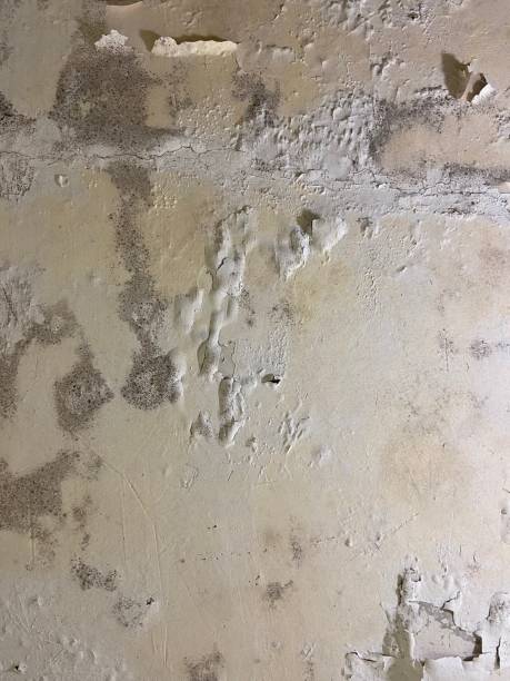 Best Crawl Space Mold Removal  in Fort Drum, NY