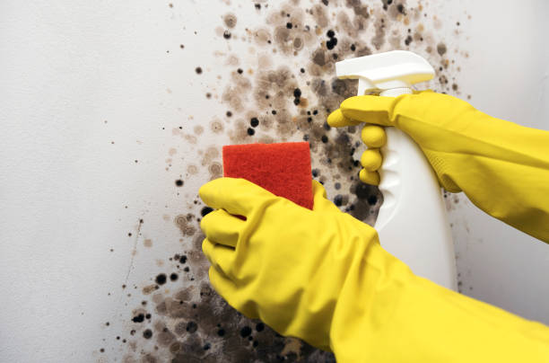 Office Mold Removal Services in Fort Drum, NY