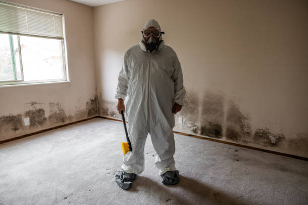 Best Toxic Mold Removal  in Fort Drum, NY