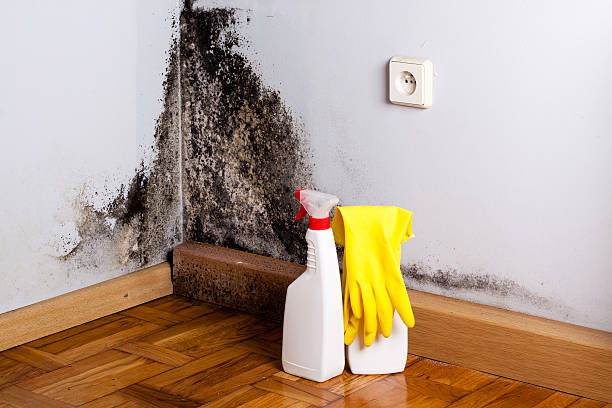 Best Attic Mold Removal  in Fort Drum, NY