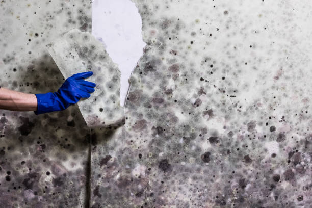 Best Mold Remediation  in Fort Drum, NY