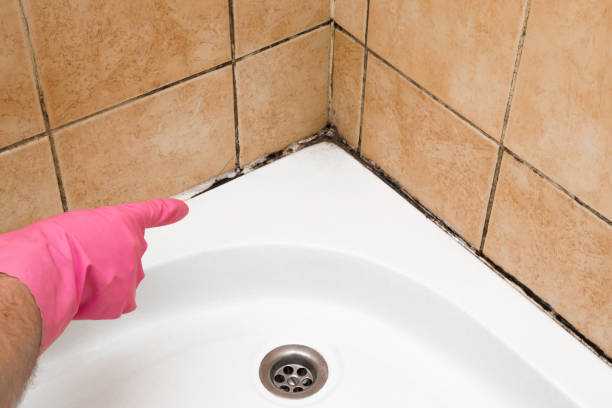 Mold Removal and Inspection in Fort Drum, NY